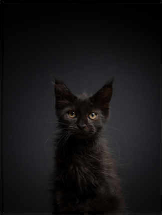 Tableau  Young, black cat in the dark - FurryFritz - Nils Jacobi