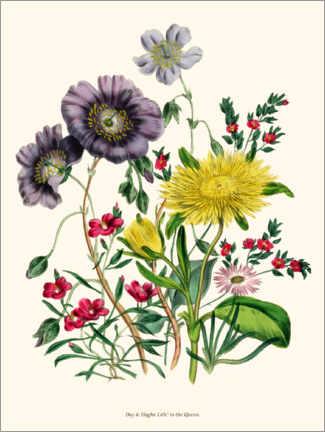 Tableau  Calandrinia, from The Ladies' Flower Garden, 1842 - Jane Loudon