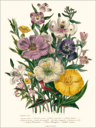 Poster Sommerazalee und Nachtkerze, 1842