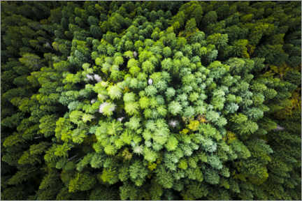 Tableau  Pine forest from a bird&#039;s eye perspective - Ulrich Beinert