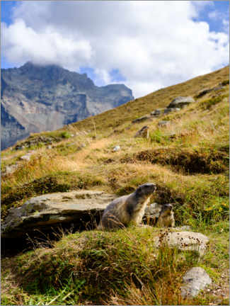 Tableau  Two marmots sitting on an alpine meadow - Peter Wey