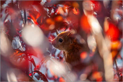 Print  Squirrel in autumn leaves - Ingo Gerlach
