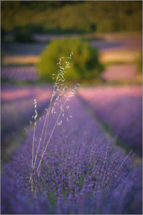 Póster Avena en lavanda
