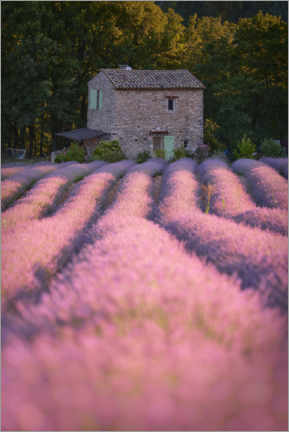 Wall print House in the lavender field - Jens Sieckmann