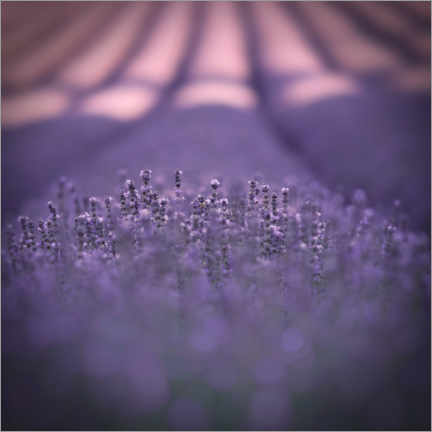 Wall print Provence in violet - Jens Sieckmann