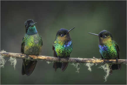 Obra artística  Three Feathered Friends - André Wandrei