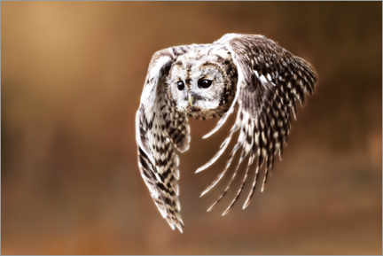 Wall print  Owl in flight - Janina Bürger