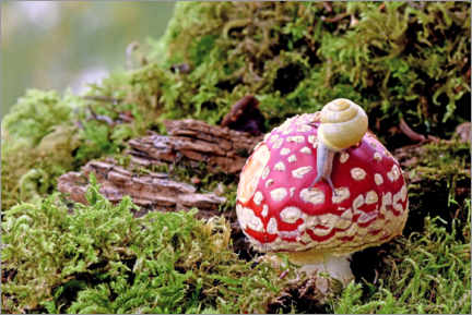 Póster  Snail on a lucky mushroom - GUGIGEI