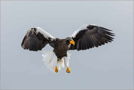 Tableau  Steller's Fish Eagle Flying - Jones &amp; Shimlock