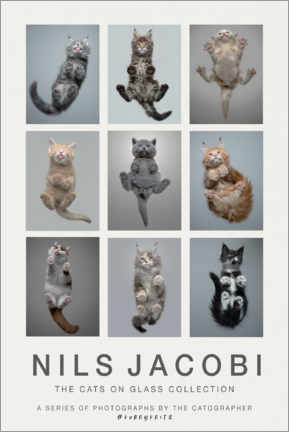 Wall print  The Cats on Glass Collection - FurryFritz - Nils Jacobi