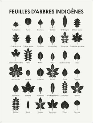 Poster  Feuilles d&#039;arbres indigènes - Iris Luckhaus