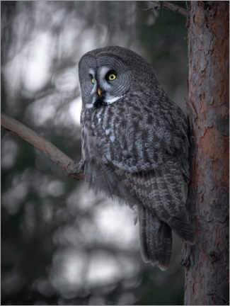 Tavla Great Grey Owl - articstudios