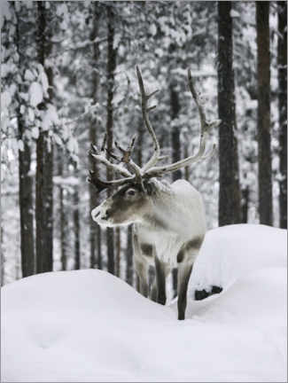 Póster Reindeer in the Snowy Forest