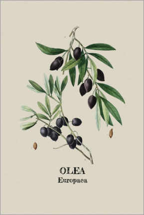 Wandbild  OLEA Europaca - Olive - Andrea Haase