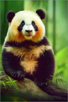 Poster Baby Panda Bär