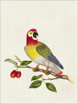 Tableau Parrot on Branch - Psittacus Guineensis - John Frederick Miller
