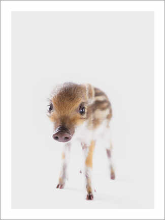 Poster  Marcassin II - Animal Kids Collection