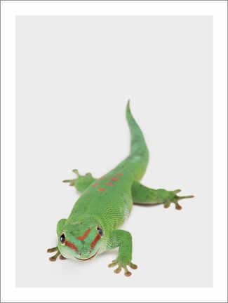 Taulu  Happy Gekko - Animal Kids Collection