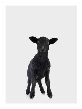 Veggbilde  Black Baby Sheep - Animal Kids Collection
