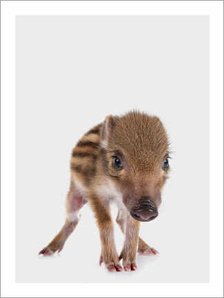 Poster  Marcassin I - Animal Kids Collection