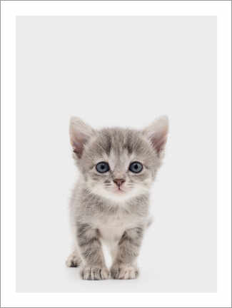 Wall print  Curious Kitten - Animal Kids Collection