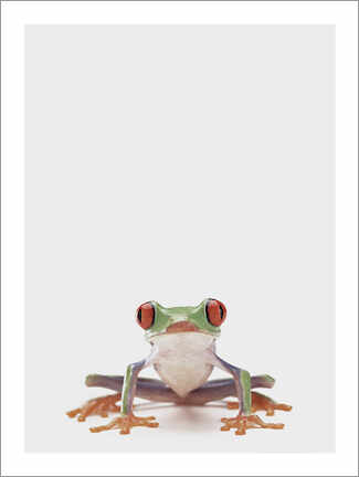 Reprodução  Rã de olhos vermelhos - Animal Kids Collection