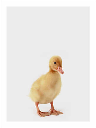 Wall print  Duckling IV - Animal Kids Collection