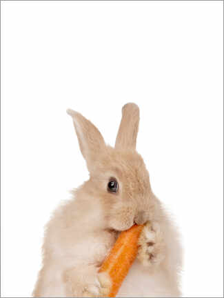 Tableau  Petit lapin avec une carotte I - Animal Kids Collection