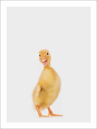 Tableau  Petit canard III - Animal Kids Collection