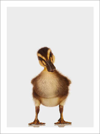 Poster Skeptical Duckling