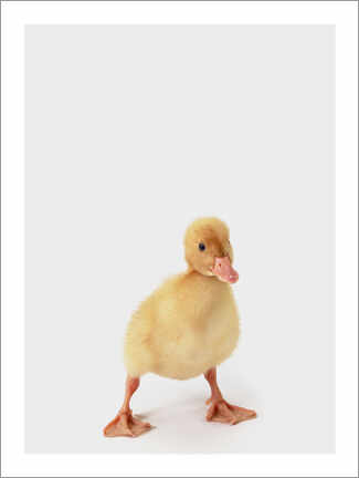 Reprodução  Duckling II - Animal Kids Collection