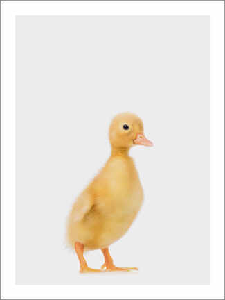 Wall print  Duckling I - Animal Kids Collection