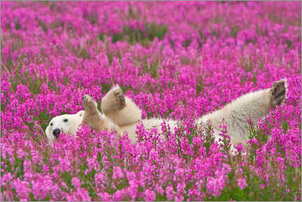 Stampa su alluminio  Playing polar bear on a spring meadow - Dennis Fast