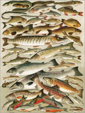Holzbild Süßwasserfische - English School