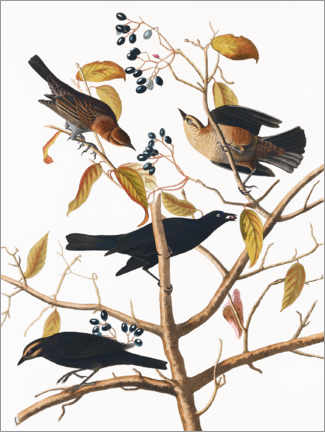 Poster Blackbird