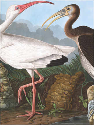Wandbild  Weißer Ibis - John James Audubon