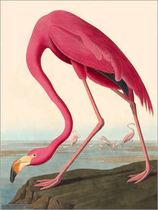 Obraz na płótnie  American Flamingo - John James Audubon