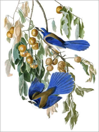 Obra artística  Arbusto de Florida Jays - John James Audubon