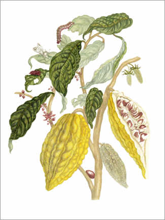 Poster Cocoa Tree with Southern Armyworm Moth - Maria Sibylla Merian