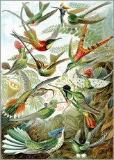 Wandsticker Kolibris, Trochilidae (Kunstformen der Natur, 1899) - Ernst Haeckel