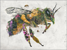 Wall print  honeybee - Barrett Biggers