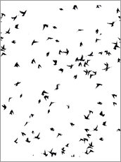 Poster Un selvaggio stormo di uccelli