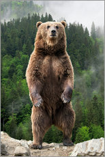 Plakat Big brown bear standing on his hind legs