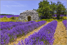 Lærredsbillede  Stone hut in the lavender field - Jürgen Feuerer