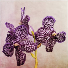 Poster Orchidée