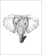 Poster Croquis d'éléphant