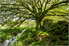 Tavla  Old mossy oak - Markus Ulrich