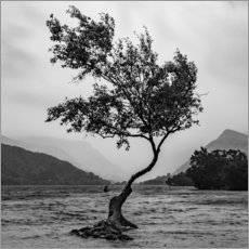 Poster Einsamer Baum trotzt dem Wetter