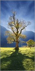 Poster Autumn maple tree