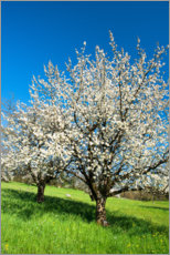 Plakat Blossoming cherry trees on the field